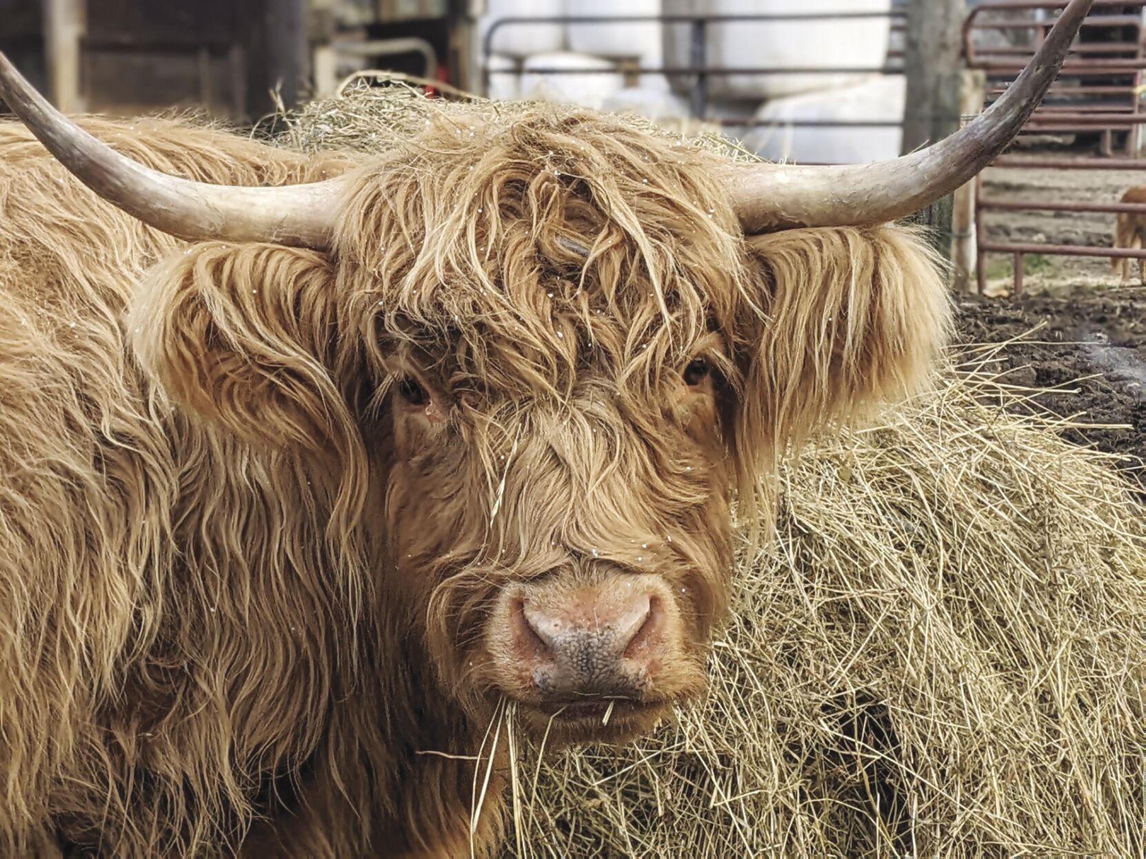 From the Farm: Rosie the cow laughs at fences